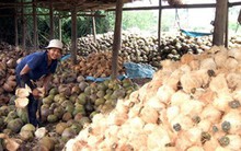Xứ dừa Bến Tre phải nhập dừa vì thiếu nguyên liệu