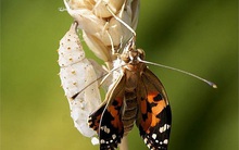 Kỳ vọng vào sự hồi sinh mãnh liệt sau khi đổi chủ, cổ phiếu của doanh nghiệp sản xuất thuốc test HIV, ma túy, que thử thai… tăng gấp 4 lần