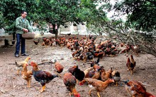 Xây dựng thương hiệu quốc gia cho sản phẩm gà đồi Yên Thế