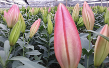 Giá hoa tươi tăng mạnh