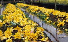 Ly rụng đầy vườn, nông dân Tây Tựu mất Tết