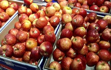 Táo Pháp rẻ như rau chợ, dân Việt sính ngoại ăn quả lừa