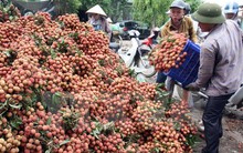 Bộ trưởng Bộ NN&PTNT: Vào vụ thu hoạch… cứ phải bán tống bán tháo