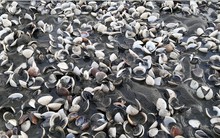 Cá, nghêu chết hàng loạt ở Kiên Giang do hoá chất công nghiệp?