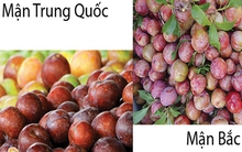 Mận hậu loạn giá, hàng Trung Quốc đội lốt Việt Nam