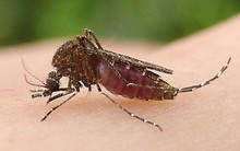 Căn bệnh cứ 10 trẻ chết 3 nhưng cha mẹ chủ quan