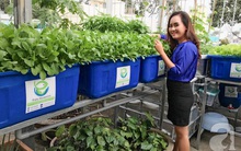 Giám đốc ngân hàng bỏ lương trăm triệu, trồng rau thu 2 tỷ/tháng