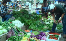 Dừa Bến Tre tăng giá kỷ lục, thiếu hàng