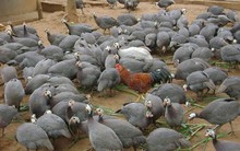 Đàn gà sao vạn con, 'đẻ' lãi 3 tỷ đồng/năm