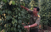 Lão nông tỷ phú, trồng củ cải thu 400 tỷ đồng/năm