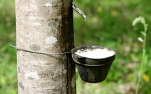Giá cao su giảm do chịu áp lực giá dầu giảm