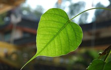 Đảo chiều từ đỏ sang xanh, nhiều cổ phiếu có mức tăng giá 2 con số ngay trong phiên 01/03