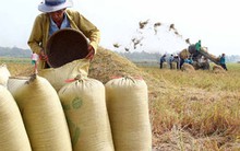 Nông dân làm lúa gạo không thể “tự bơi” trong cơ chế thị trường