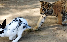 Chuyện hổ, cáo và thỏ: Con người vốn không ai hoàn hảo, biết nhìn nhận điểm yếu của bản thân và vượt qua nó cũng là thành công