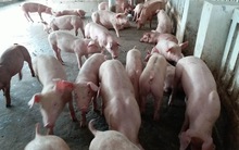 Giá lợn bất ngờ phi mã rồi đột ngột lao dốc: “Bàn tay” nào đang chi phối?