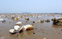 Ngao chết hàng loạt, đề nghị thanh tra các cơ sở xả thải