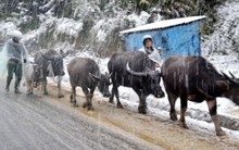 Miền Bắc còn lạnh đến bao giờ?