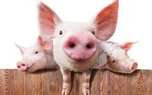 Trung Quốc lên kế hoạch mở rộng quy mô chăn nuôi lợn