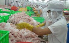 Giá cá tra tăng cao, người nuôi vẫn dè dặt