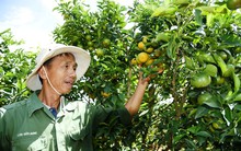 Kiếm tiền tỷ từ “cam tiến vua”