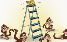 Chuyện nhà khoa học Việt Nam khởi nghiệp sợ mất ý tưởng và hiện tượng tuyệt vọng tích tụ của 5 con khỉ nhốt chung một buồng