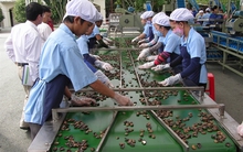 Khan hàng, giá điều cao kỷ lục