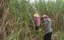 Chữ đường mía thấp do mưa nhiều