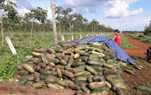 Công ty bội ước, dân khóc ròng với bí Đài Loan