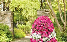 8 cách đơn giản giúp bạn thổi bừng sức sống cho khu vườn diện tích nhỏ