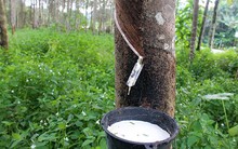 Cao su Thống Nhất (TNC): Hoàn thành 92% chỉ tiêu lợi nhuận năm sau 6 tháng dù sản lượng đạt được rất thấp