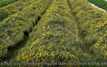 'Đột nhập' làng trồng cây dược liệu ngót nghét 1000 tuổi ở Hưng Yên