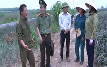 Thực hư thông tin thương lái thu mua dứa non ở Thanh Hóa