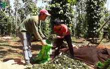 Cảnh báo hậu quả ồ ạt mở rộng diện tích hồ tiêu tại Đắk Nông