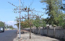 Lập dự án, bao đất vàng rồi… bỏ hoang