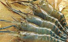 Mỹ hủy bỏ một phần rà soát thuế chống bán phá giá cho tôm đông lạnh Việt Nam