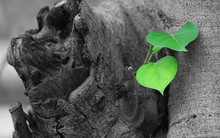 TTCK nửa đầu năm 2017: Thời điểm hồi sinh của các tên tuổi “vang bóng một thời”