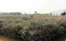 Trồng dứa trên đất phèn thu hàng trăm triệu đồng mỗi năm