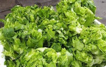 Cải mầm đá Trung Quốc đội lốt Sa Pa tràn ngập thị trường