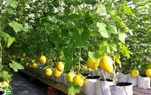 DN tư nhân đứng ngoài câu chuyện được mùa mất giá