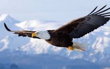 Cuộc tái sinh của đại bàng và bài học: Đương đầu hoặc là chết