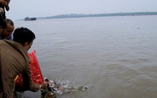 Hai Bộ xác định cá chim trắng phóng sinh ở sông Hồng được sản xuất, kinh doanh