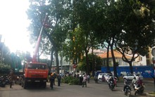 Bắt đầu di dời, đốn hạ hàng cây cổ thụ trên đường Tôn Đức Thắng