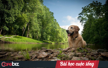 “Ai mới là thầy của bạn?” và câu trả lời của nhà hiền triết sắp qua đời khiến nhiều người giật mình thức tỉnh