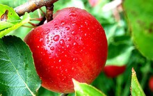 Bất chấp thị trường “đổ máu”, một cổ phiếu lặng lẽ tăng 100% khi giành được thị phần của FPT