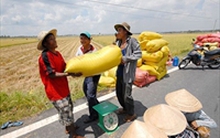 Giá lúa ĐBSCL tăng mạnh