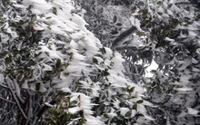 Mùa đông năm nay có “dị thường” như mùa đông năm ngoái?