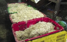 Công khai tẩy trắng bắp chuối bằng hoá chất công nghiệp