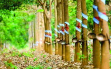 Cao su Quảng Nam (VHG): Mục tiêu lỗ 200 tỷ đồng năm 2017, thoái vốn tại Công nghiệp Cao su Quảng Nam xuống dưới 35%