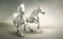 HII và PLP: Cuộc đua "song mã" trên chứng trường