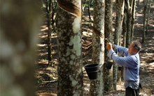 Trung Quốc: Nhập khẩu cao su tự nhiên tăng, giá dự kiến tiếp tục đi ngang trong quý 4